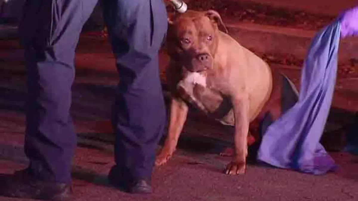 Pitbulls atacan a joven que escapaba de la policía